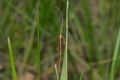 Nematopogon swammer.damella (cfr.)